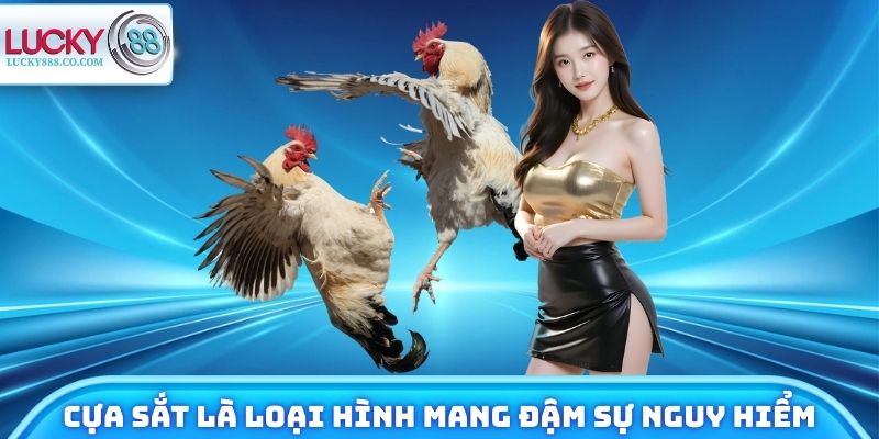 Cựa sắt là loại hình mang đậm sự nguy hiểm